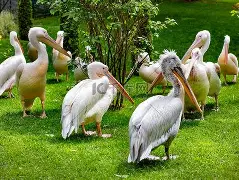 鹈鹕击败勇士，英格拉姆砍下30分